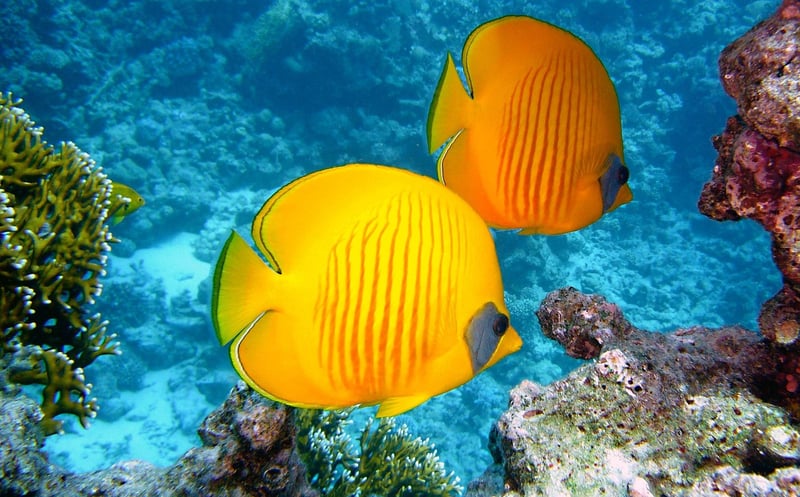 underwater exploration